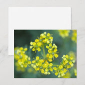 Mosterd Bloemen, Wenskaart (Voorkant / Achterkant)