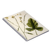 Mosterd, bord 446 uit "A Curious Herbal", publis Notitieboek (Rechterzijde)