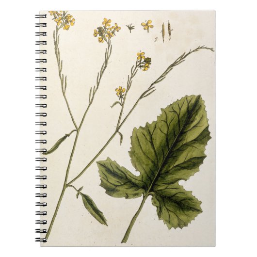 Mosterd, bord 446 uit "A Curious Herbal", publis Notitieboek (Voorkant)