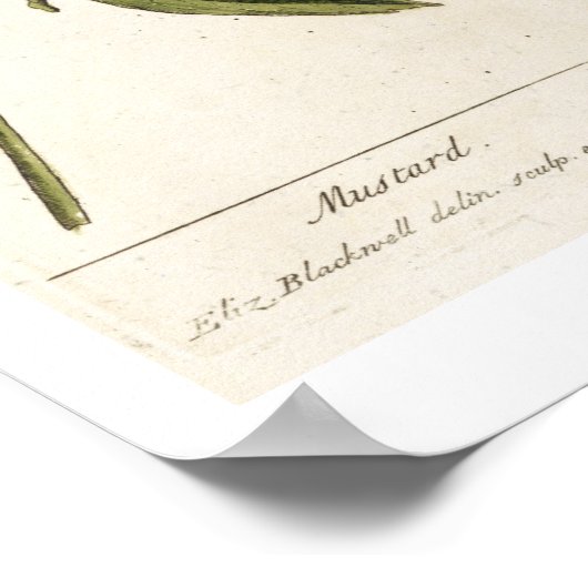 Mosterd, bord 446 uit "A Curious Herbal", publis Poster (Hoek)