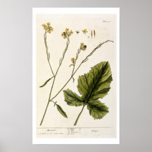 Mosterd, bord 446 uit "A Curious Herbal", publis Poster
