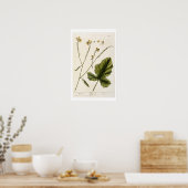 Mosterd, bord 446 uit "A Curious Herbal", publis Poster (Keuken)