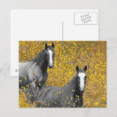Mosterd en paarden briefkaart (Voorkant / Achterkant)