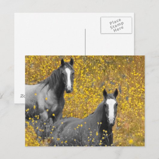 Mosterd en paarden briefkaart (Voorkant / Achterkant)