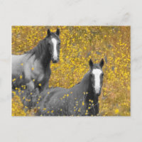 Mosterd en paarden