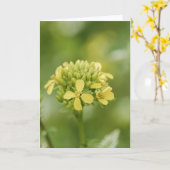 mosterd-plant kaart (Gele Bloem)