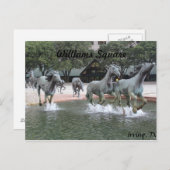 Mosterdschappen van Las Colinas # 27 Briefkaart (Voorkant / Achterkant)