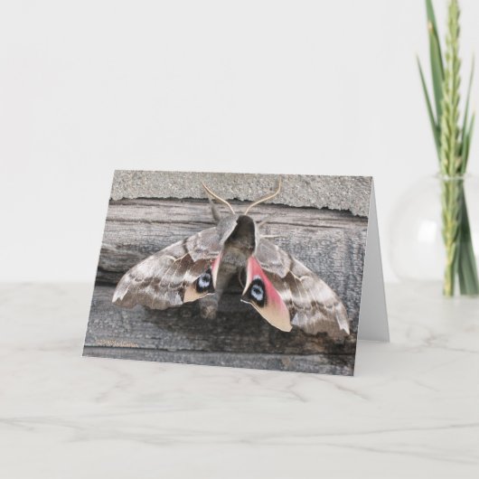 Mot, de Lege Kaart van de Nota door Teken Easton (Voorkant)