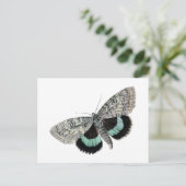 Moth Blue en Black Wings Antiek Tekening Briefkaart (Staand voorkant)