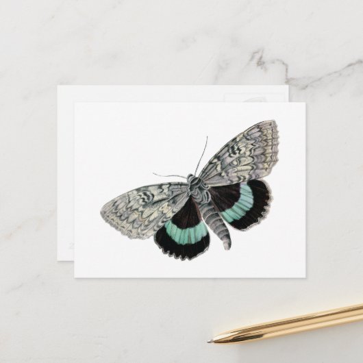 Moth Blue en Black Wings Antiek Tekening Briefkaart (Voorkant / Achterkant in situ)
