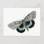 Moth Blue en Black Wings Antiek Tekening Briefkaart (Voorkant)