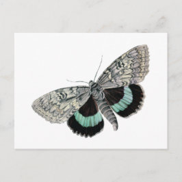  Moth Blue en Black Wings Antiek Tekening Briefkaart