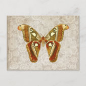   Moth Botanical Briefkaart (Voorkant)