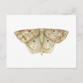 Moth Briefkaart (Voorkant)