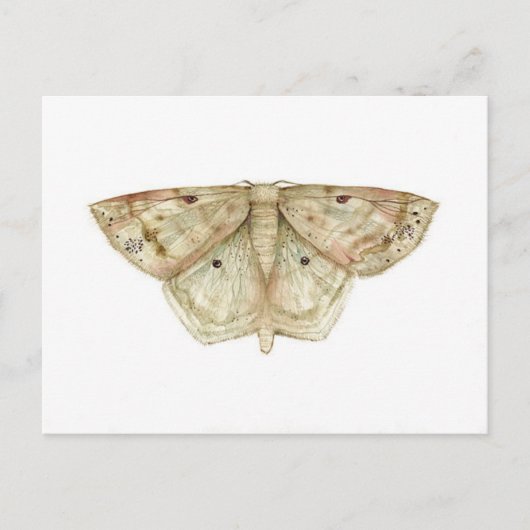 Moth Briefkaart (Voorkant)