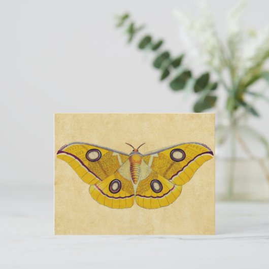  Moth Briefkaart (Staand voorkant)