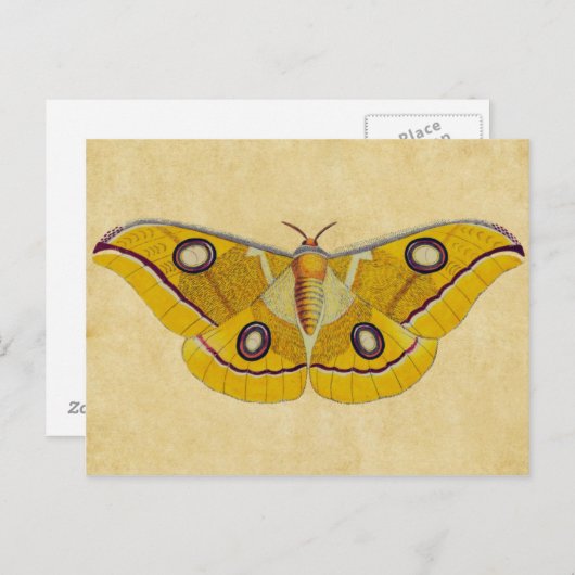 Moth Briefkaart (Voorkant / Achterkant)