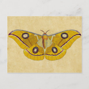  Moth Briefkaart