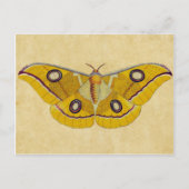Moth Briefkaart (Voorkant)