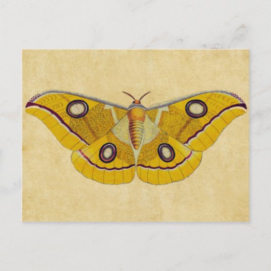 Moth Briefkaart (Voorkant)