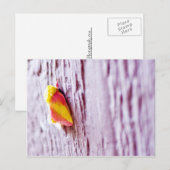 Moth Briefkaart (Voorkant / Achterkant)