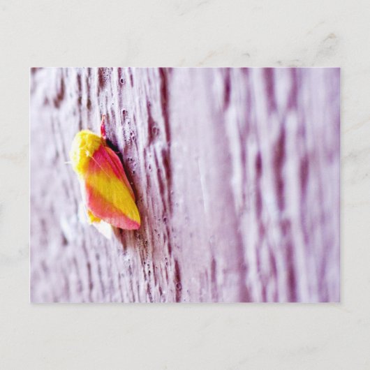 Moth Briefkaart (Voorkant)