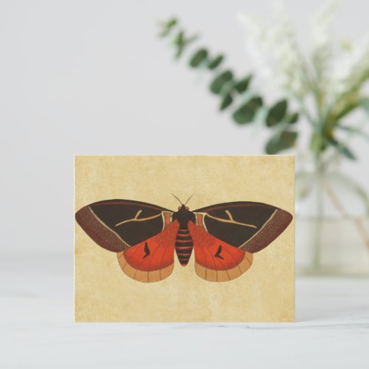  Moth Briefkaart (Staand voorkant)