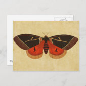  Moth Briefkaart (Voorkant / Achterkant)