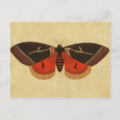  Moth Briefkaart (Voorkant)