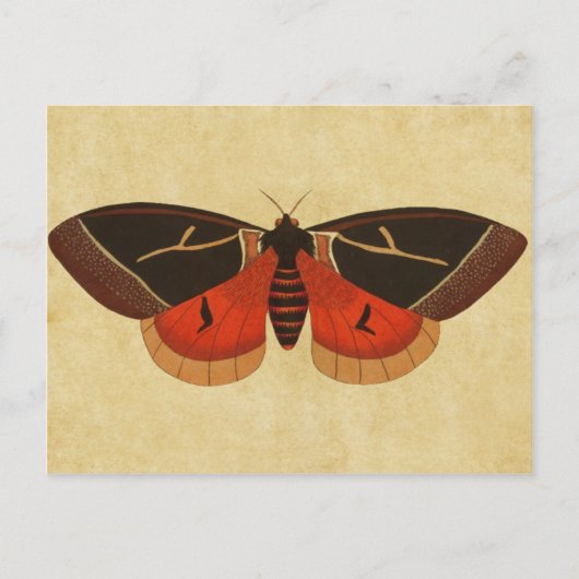  Moth Briefkaart (Voorkant)