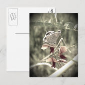 Moth Briefkaart (Voorkant / Achterkant)