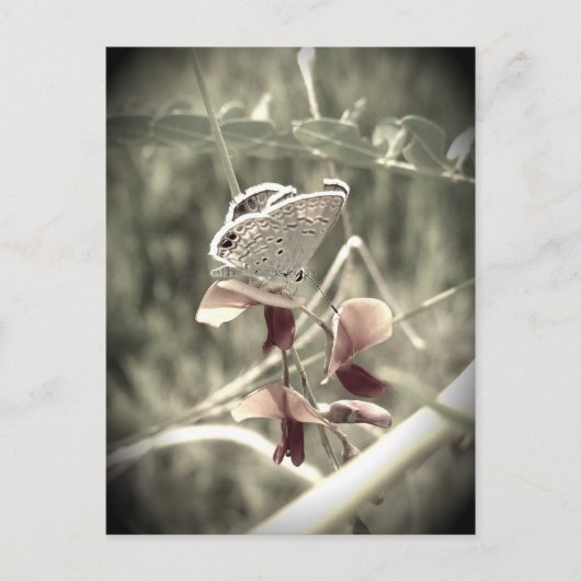 Moth Briefkaart (Voorkant)