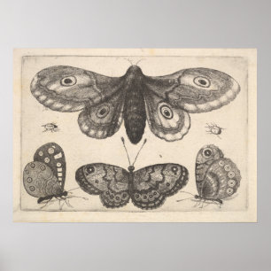  Moth Butterflies Lepidoptera Print (57)