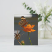 Moth Coreopsis Briefkaart (Staand voorkant)