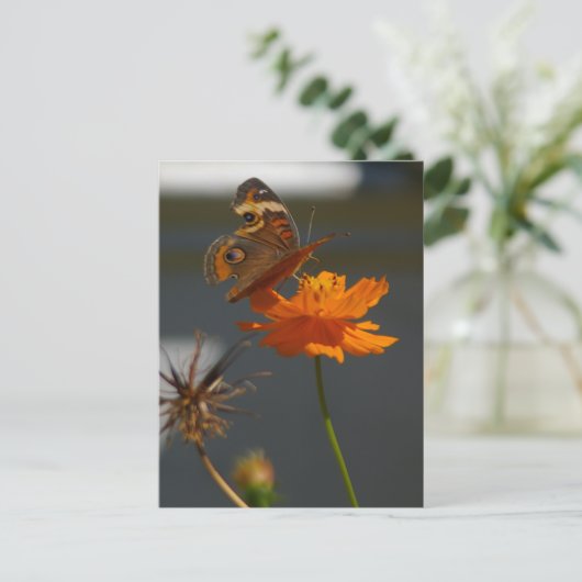 Moth Coreopsis Briefkaart (Staand voorkant)