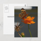 Moth Coreopsis Briefkaart (Voorkant / Achterkant)