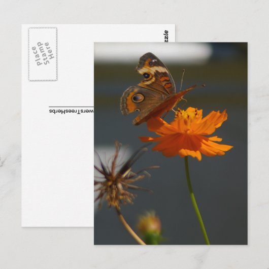 Moth Coreopsis Briefkaart (Voorkant / Achterkant)