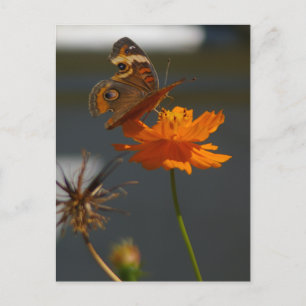 Moth Coreopsis Briefkaart