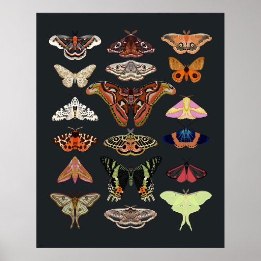 Moth cottagecore insect kunst poster (Voorkant)