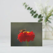 Moth en Red Zinnia Briefkaart (Staand voorkant)