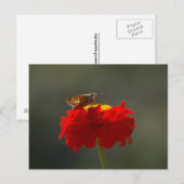 Moth en Red Zinnia Briefkaart (Voorkant / Achterkant)