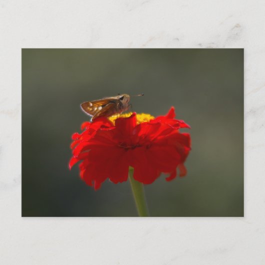 Moth en Red Zinnia Briefkaart (Voorkant)