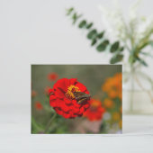 Moth en Red Zinnia Briefkaart (Staand voorkant)