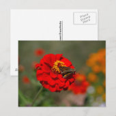 Moth en Red Zinnia Briefkaart (Voorkant / Achterkant)
