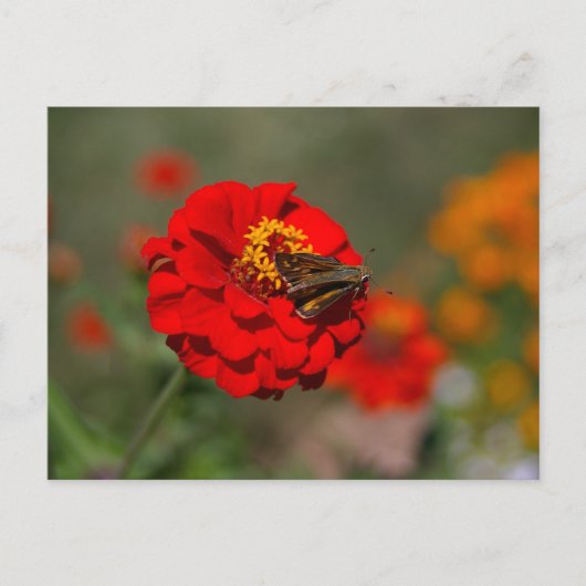 Moth en Red Zinnia Briefkaart (Voorkant)