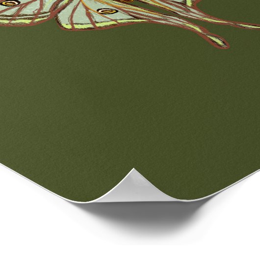 Moth geïllustreerde insecten poster kunst (Hoek)