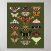 Moth geïllustreerde insecten poster kunst (Voorkant)