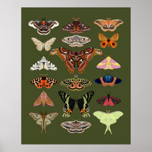 Moth geïllustreerde insecten poster kunst