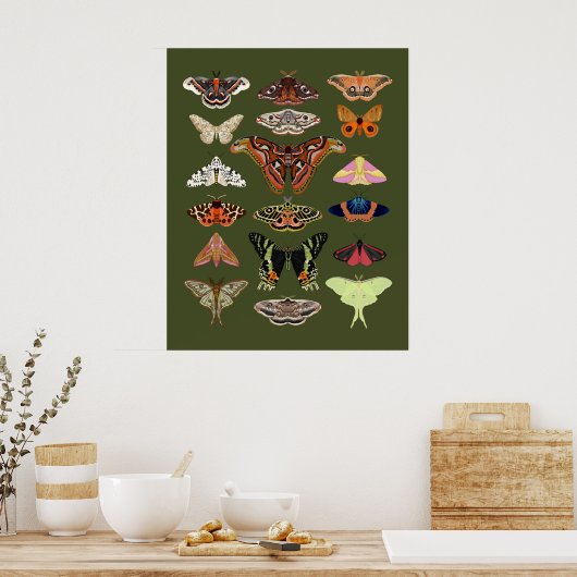 Moth geïllustreerde insecten poster kunst (Keuken)