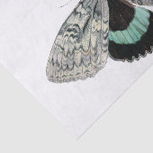 Moth illustratie tissuepapier (Detail)